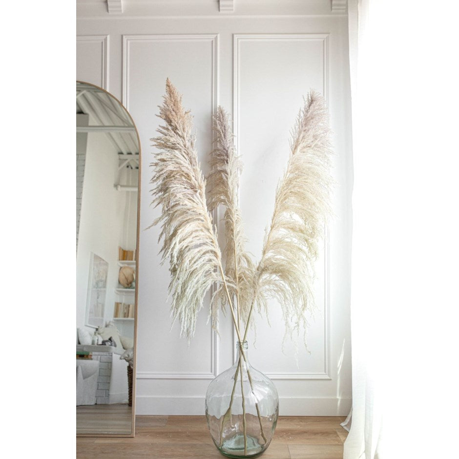 Pampas Grass Natural Stalk 5'-5.5'