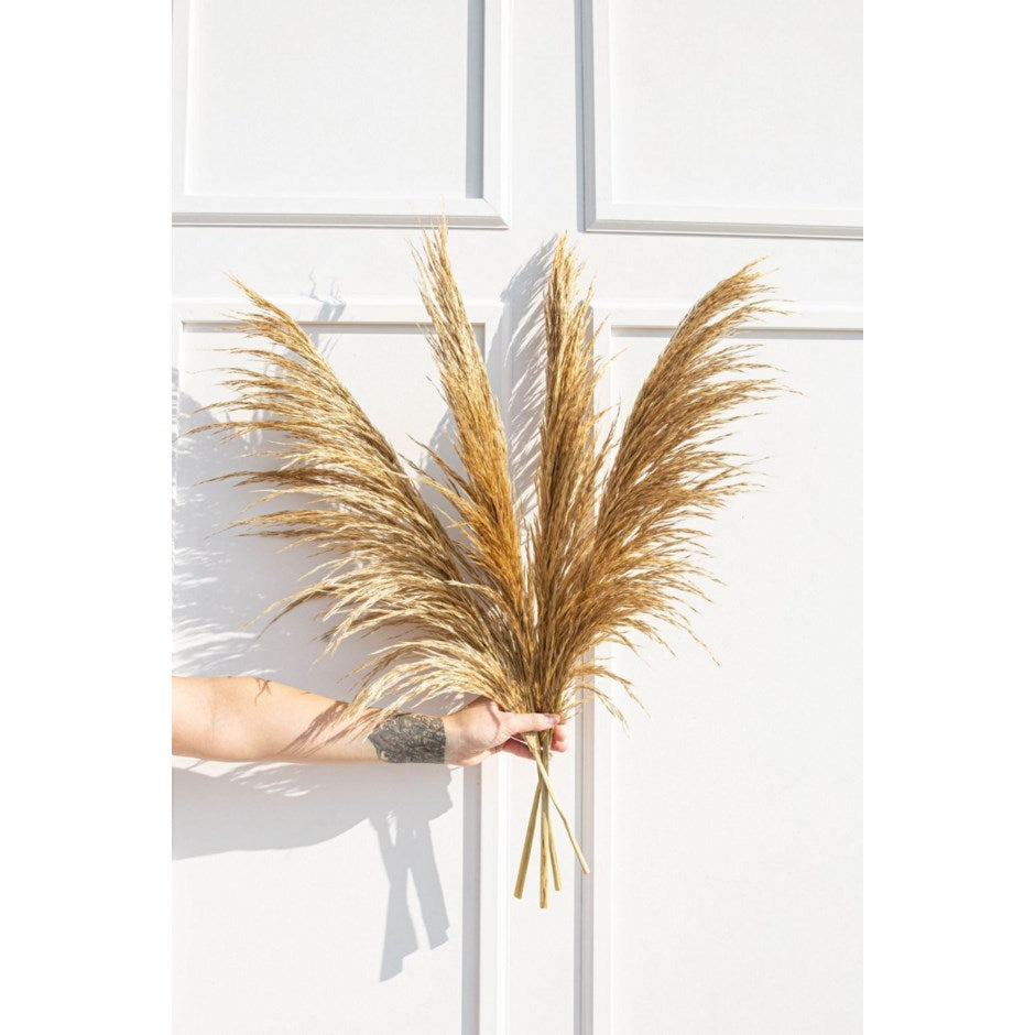 Silky Preserved Pampas