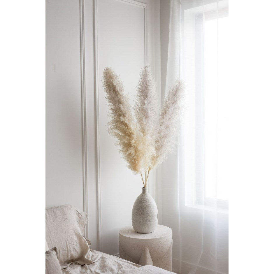 Pampas Grass 3.6'-4'