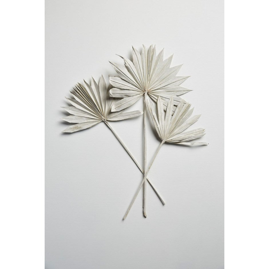 Palm Fan